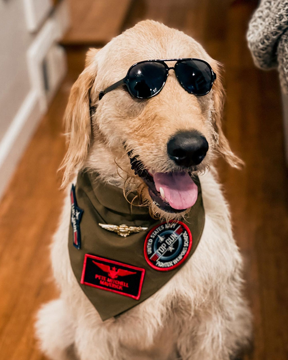 Two dogs in costume