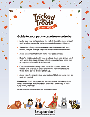 Pet costume safety tips